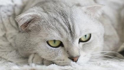 香蕉视频.xjx0390安卓手机版下载