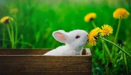 小说h官网IOS安装